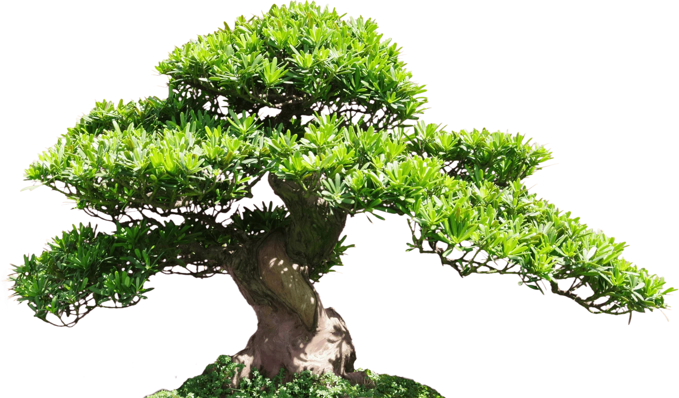 Bonsai